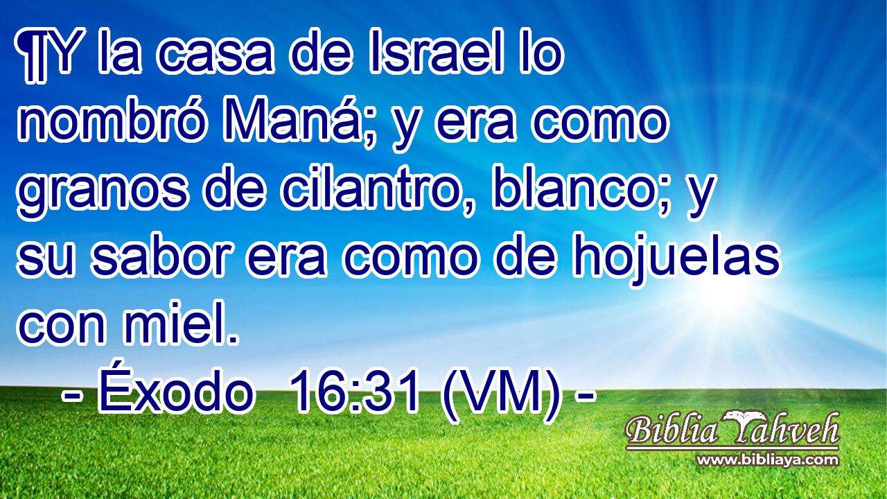  ¶Y la casa de Israel lo nombró Maná; y era como granos de cilantro, blanco; y su sabor era como de hojuelas con miel. 