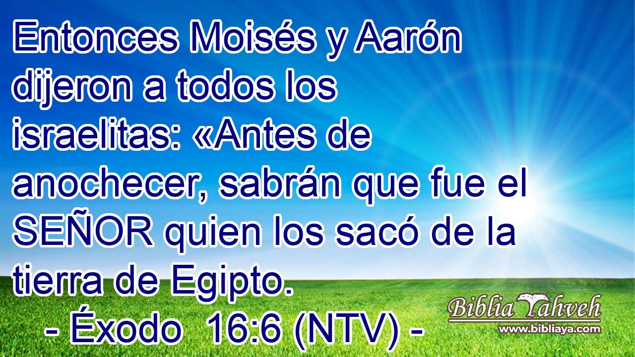 Entonces Moisés y Aarón dijeron a todos los israelitas: «Antes de anochecer, sabrán que fue el SEÑOR quien los sacó de la tierra de Egipto.