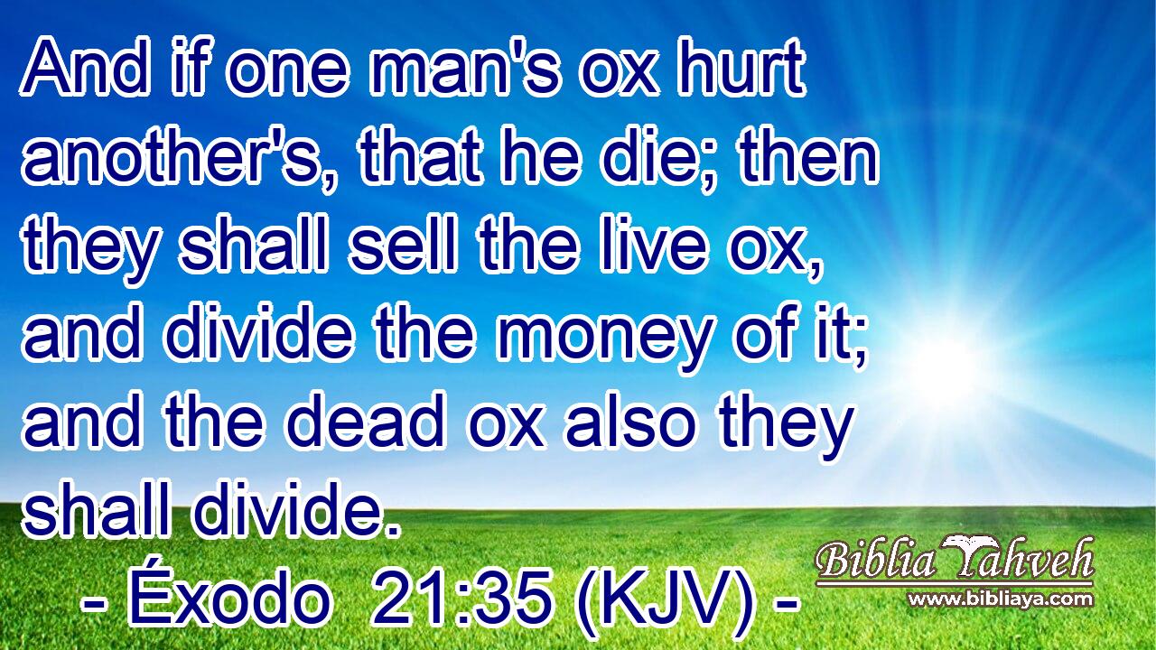 And if one man's ox hurt another's, that he die; then they shall sell the live ox, and divide the money of it; and the dead ox also they shall divide.