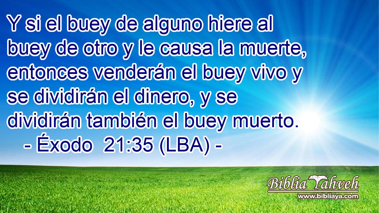 Y si el buey de alguno hiere al buey de otro y le causa la muerte, entonces venderán el buey vivo y se dividirán el dinero, y se dividirán también el buey muerto.