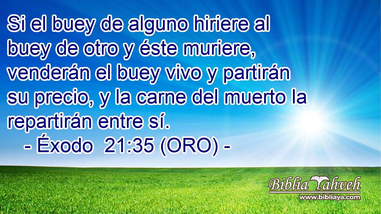  Si el buey de alguno hiriere al buey de otro y éste muriere, venderán el buey vivo y partirán su precio, y la carne del muerto la repartirán entre sí. 