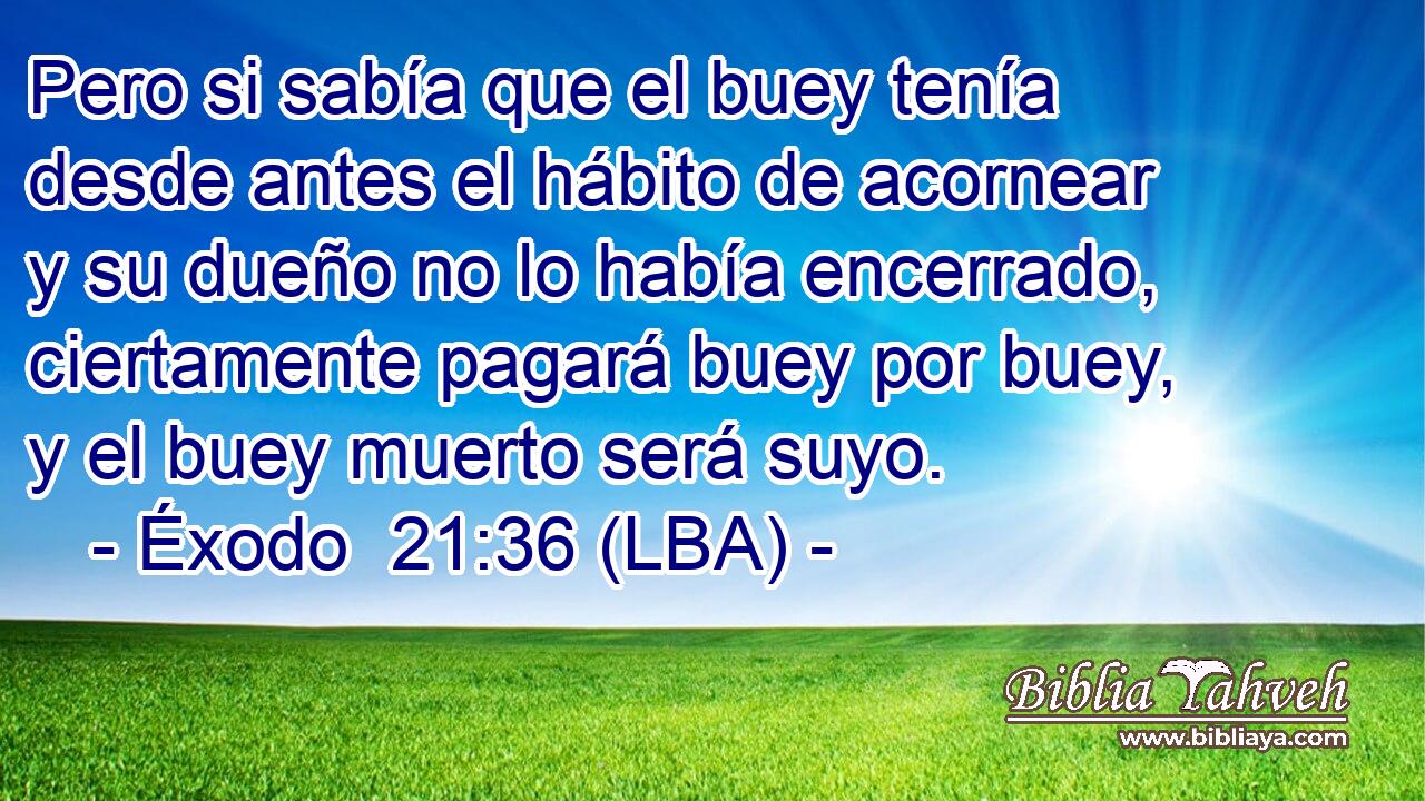 Pero si sabía que el buey tenía desde antes el hábito de acornear y su dueño no lo había encerrado, ciertamente pagará buey por buey, y el buey muerto será suyo.