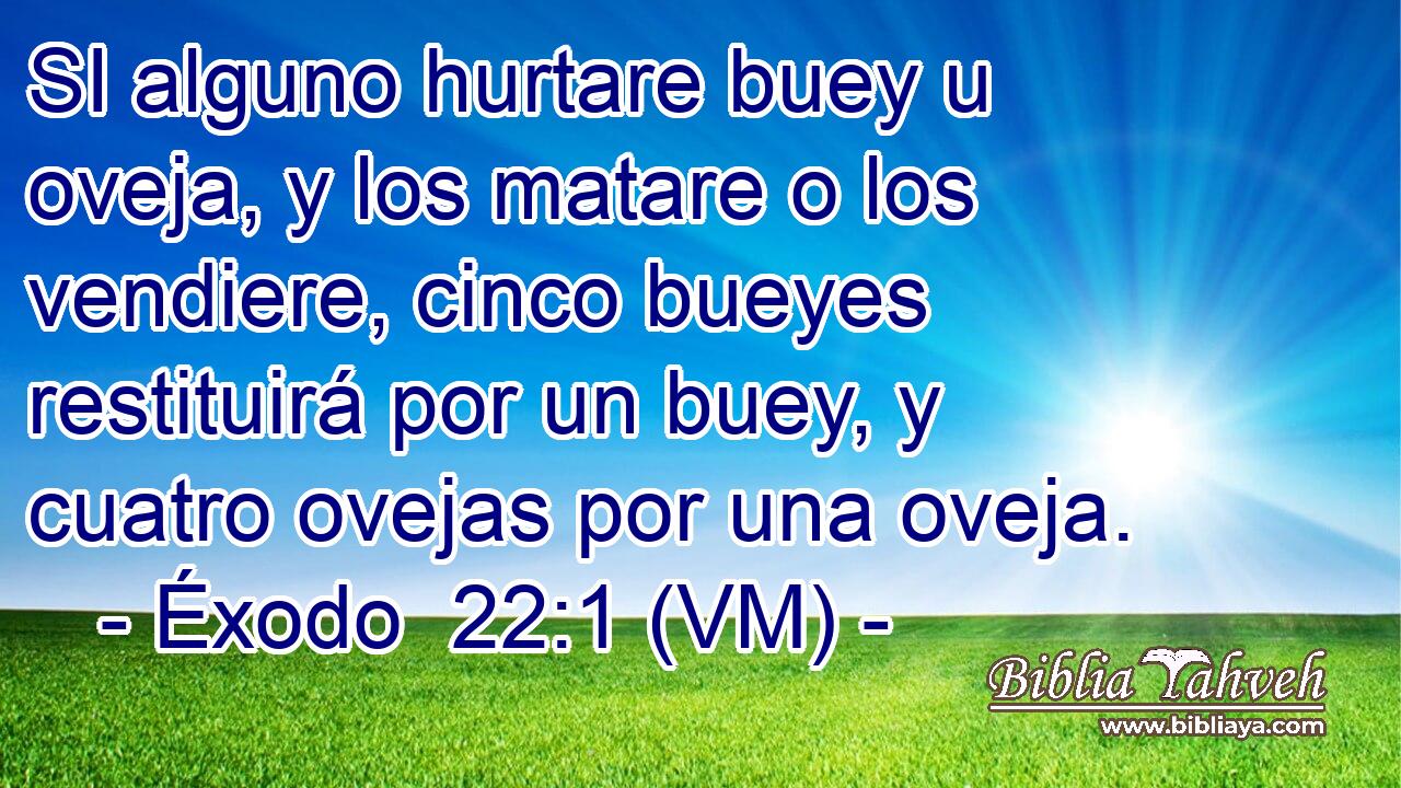  SI alguno hurtare buey u oveja, y los matare o los vendiere, cinco bueyes restituirá por un buey, y cuatro ovejas por una oveja. 