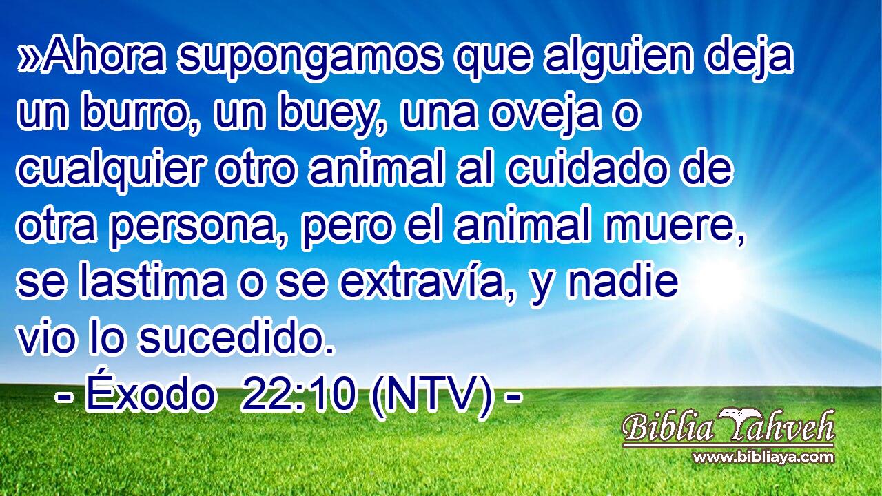»Ahora supongamos que alguien deja un burro, un buey, una oveja o cualquier otro animal al cuidado de otra persona, pero el animal muere, se lastima o se extravía, y nadie vio lo sucedido.
