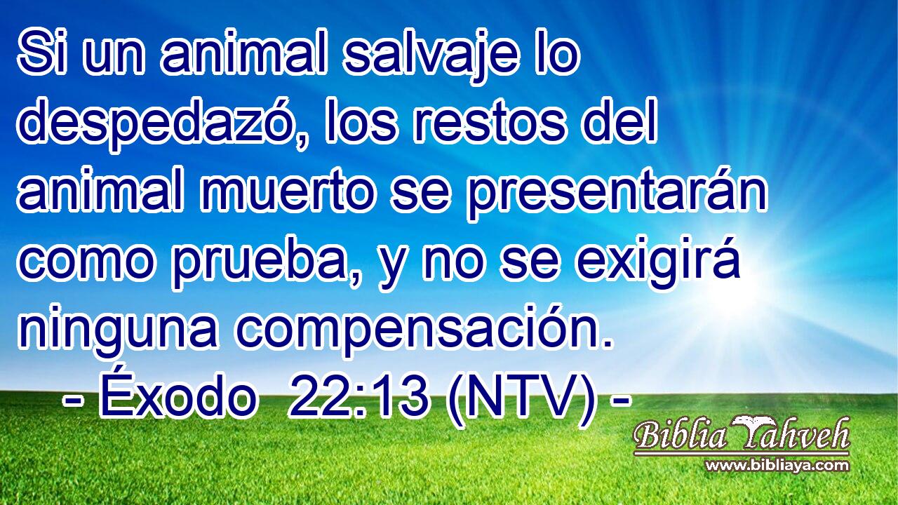 Si un animal salvaje lo despedazó, los restos del animal muerto se presentarán como prueba, y no se exigirá ninguna compensación.