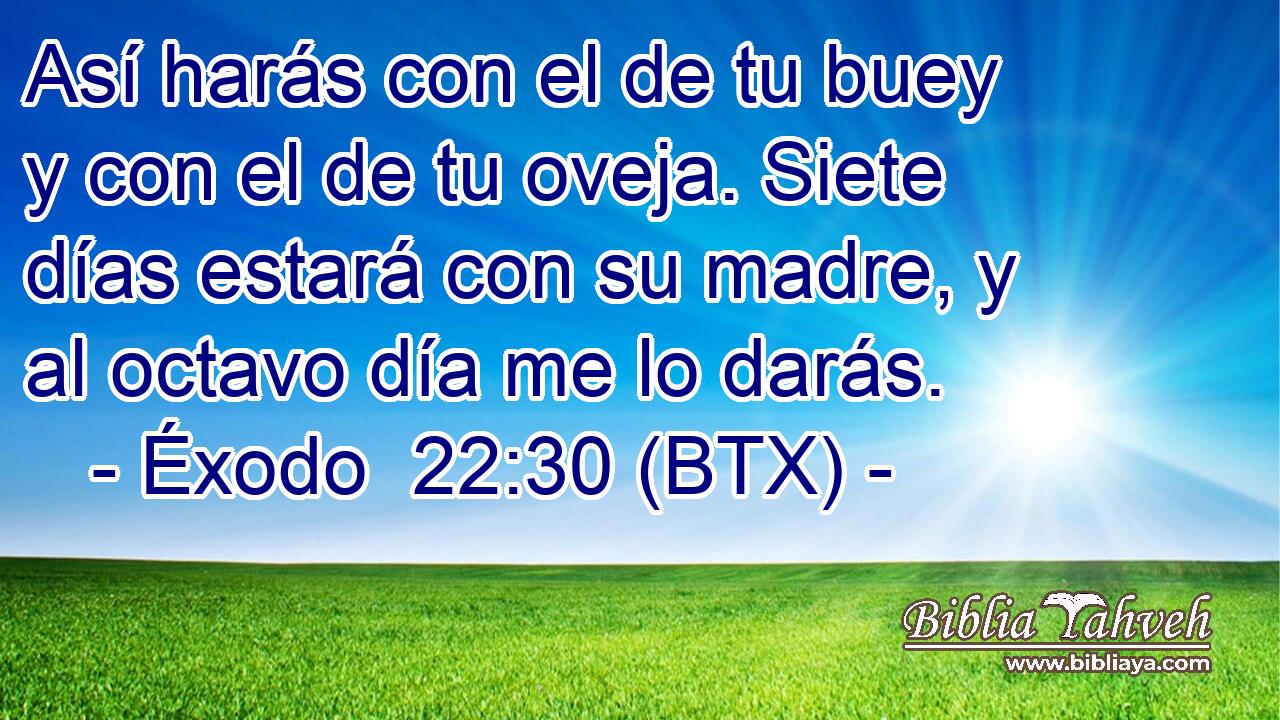 Así harás con el de tu buey y con el de tu oveja. Siete días estará con su madre, y al octavo día me lo darás.