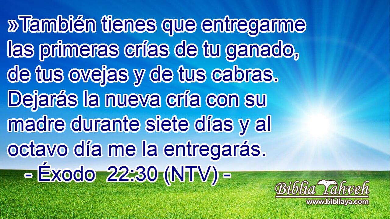 »También tienes que entregarme las primeras crías de tu ganado, de tus ovejas y de tus cabras. Dejarás la nueva cría con su madre durante siete días y al octavo día me la entregarás.