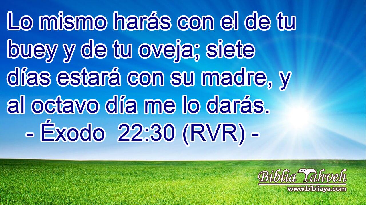 Lo mismo harás con el de tu buey y de tu oveja; siete días estará con su madre, y al octavo día me lo darás.