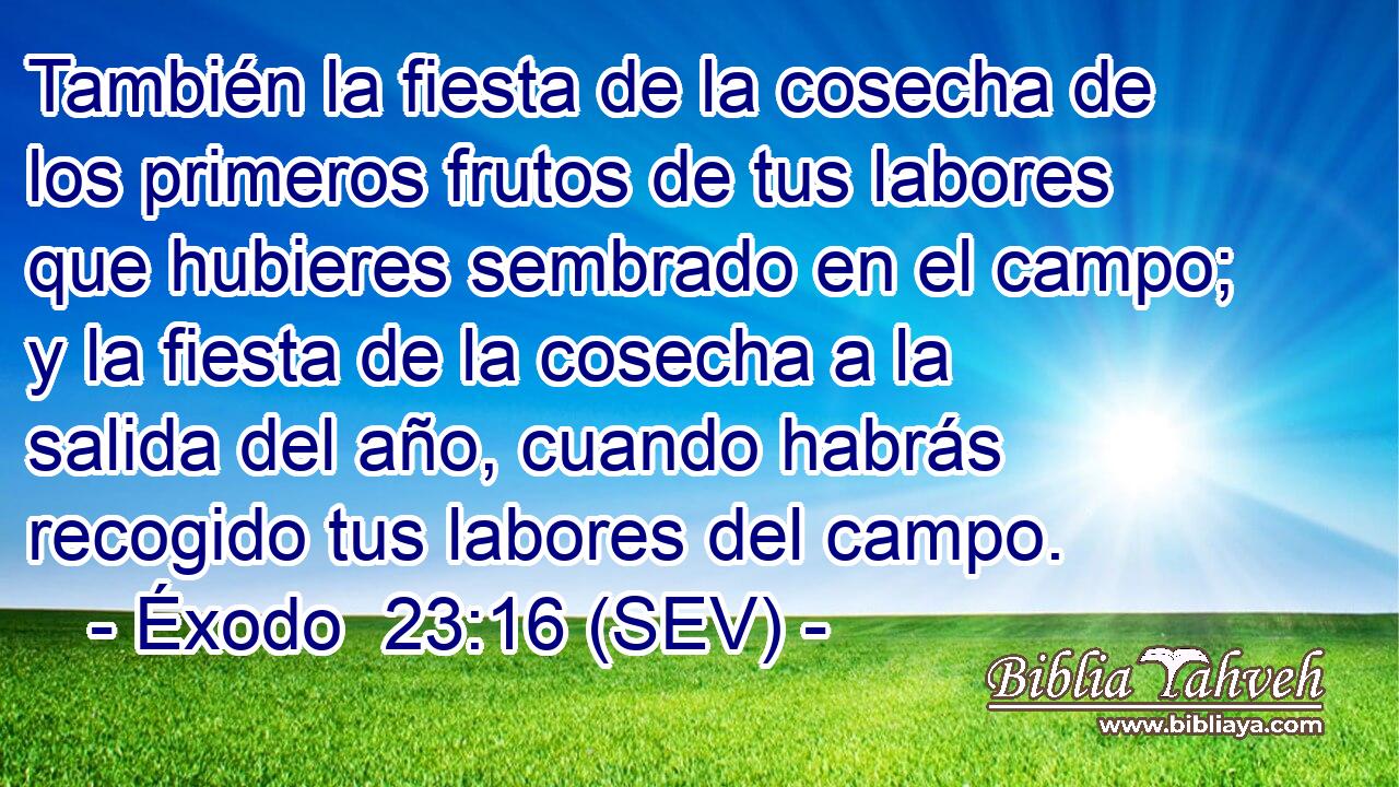 También la fiesta de la cosecha de los primeros frutos de tus labores que hubieres sembrado en el campo; y la fiesta de la cosecha a la salida del año, cuando habrás recogido tus labores del campo.
