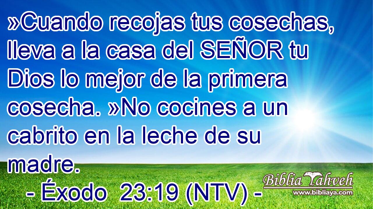 »Cuando recojas tus cosechas, lleva a la casa del SEÑOR tu Dios lo mejor de la primera cosecha. »No cocines a un cabrito en la leche de su madre.
