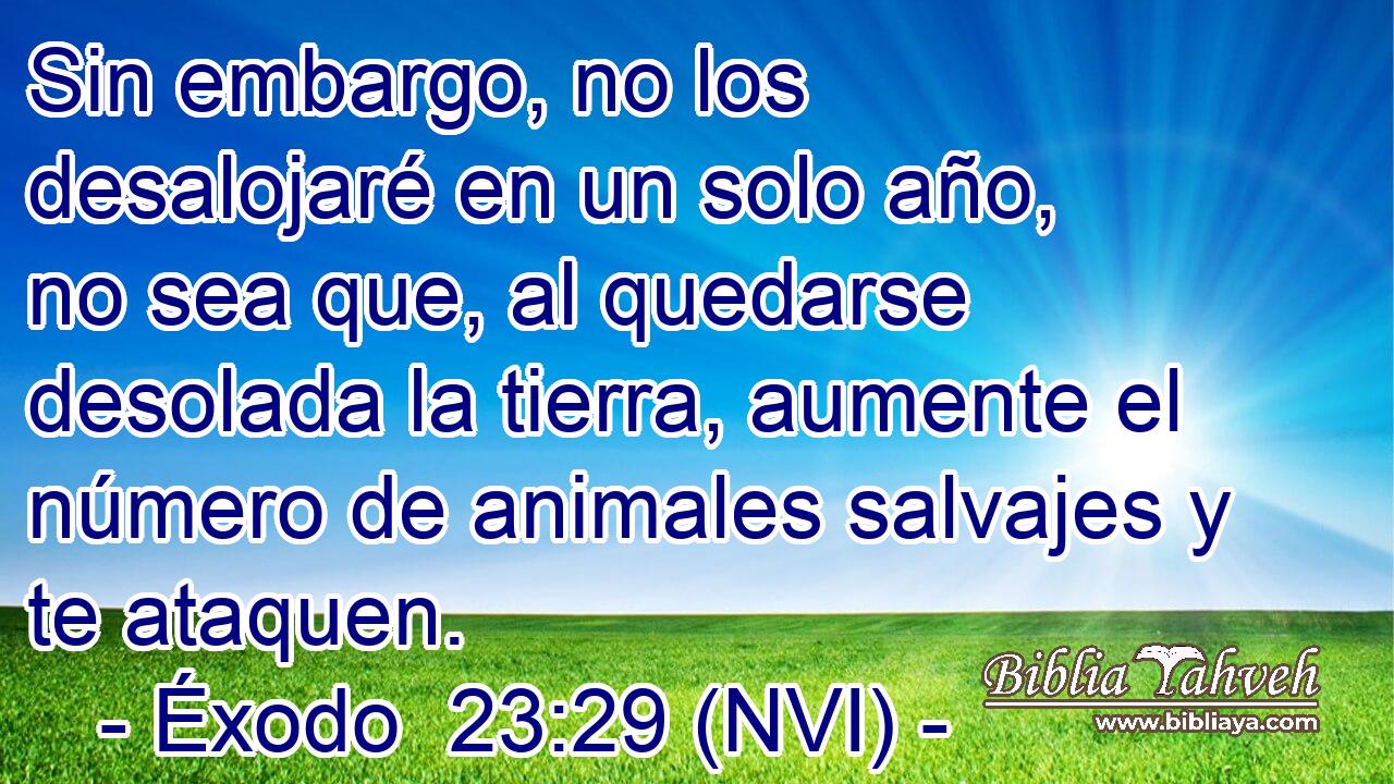  Sin embargo, no los desalojaré en un solo año, no sea que, al quedarse desolada la tierra, aumente el número de animales salvajes y te ataquen. 