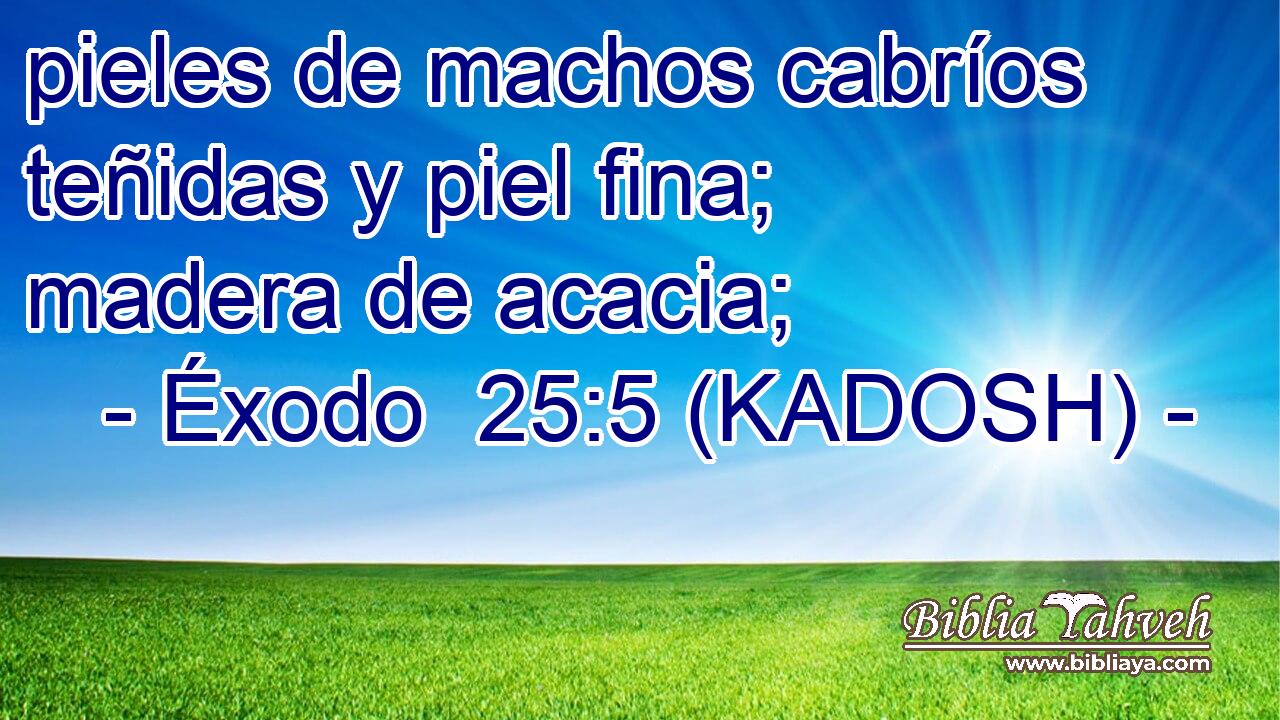  pieles de machos cabríos teñidas y piel fina; madera de acacia; 
