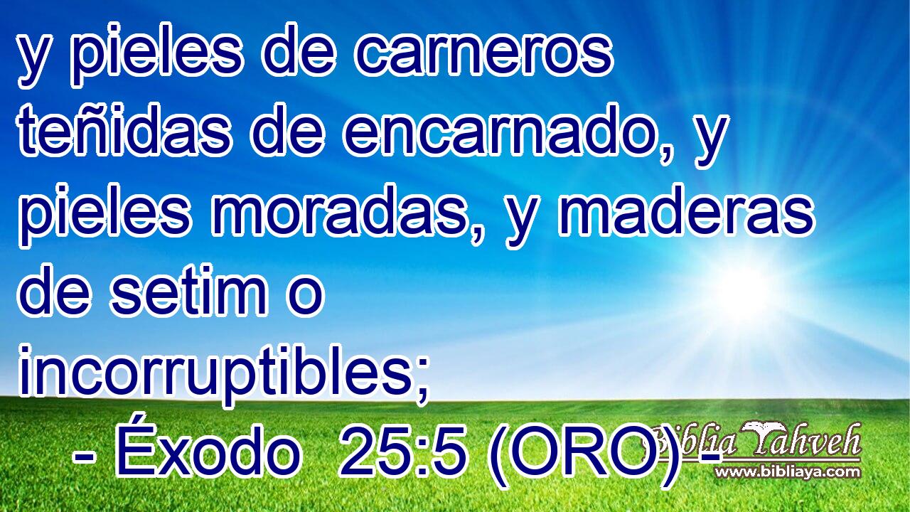  y pieles de carneros teñidas de encarnado, y pieles moradas, y maderas de setim o incorruptibles; 