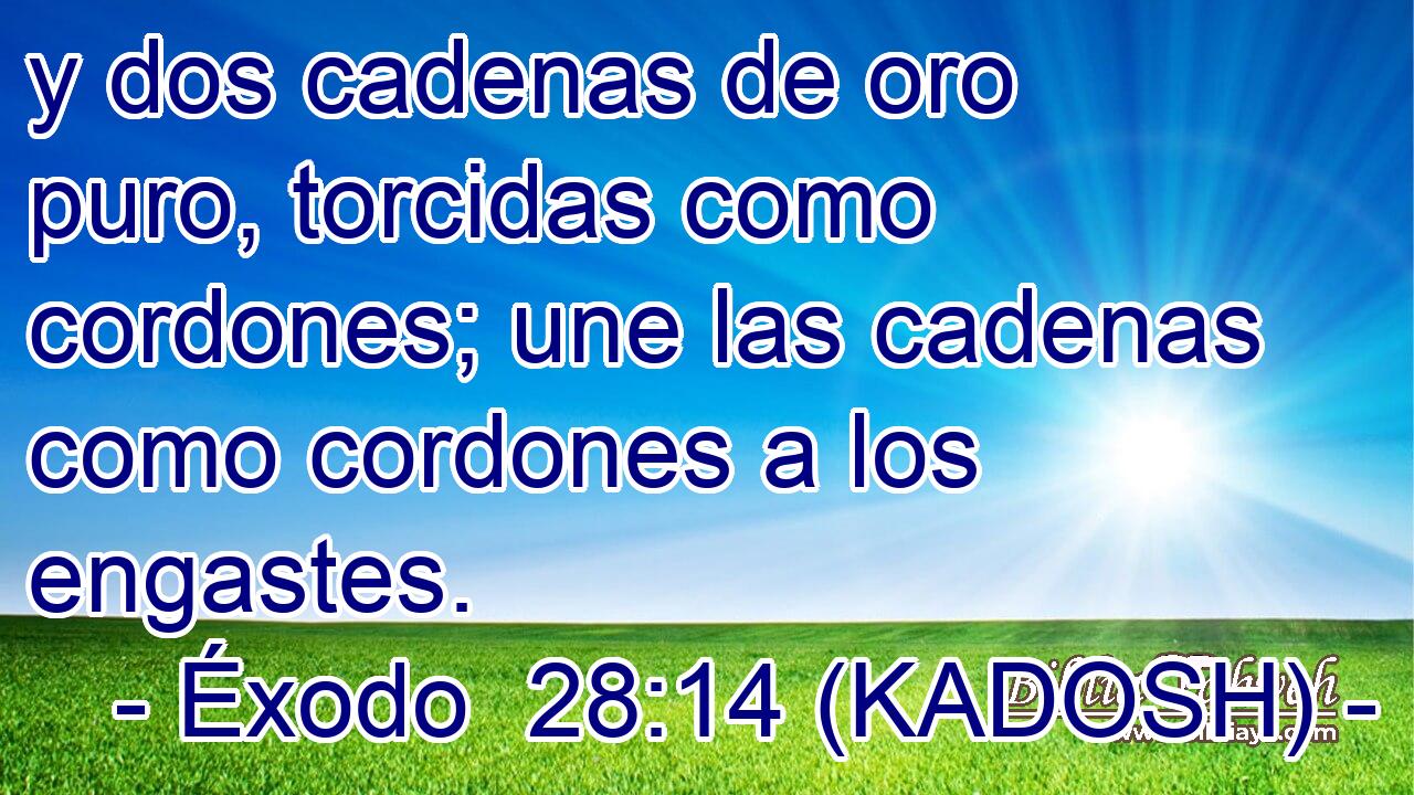  y dos cadenas de oro puro, torcidas como cordones; une las cadenas como cordones a los engastes. 