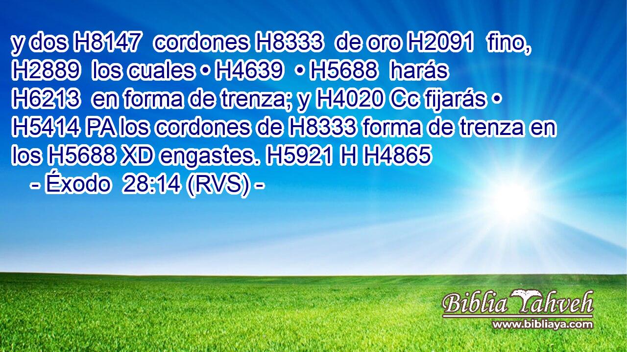 y dos H8147  cordones H8333  de oro H2091  fino, H2889  los cuales • H4639  • H5688  harás H6213  en forma de trenza; y H4020 Cc fijarás • H5414 PA los cordones de H8333 forma de trenza en los H5688 XD engastes. H5921 H H4865 