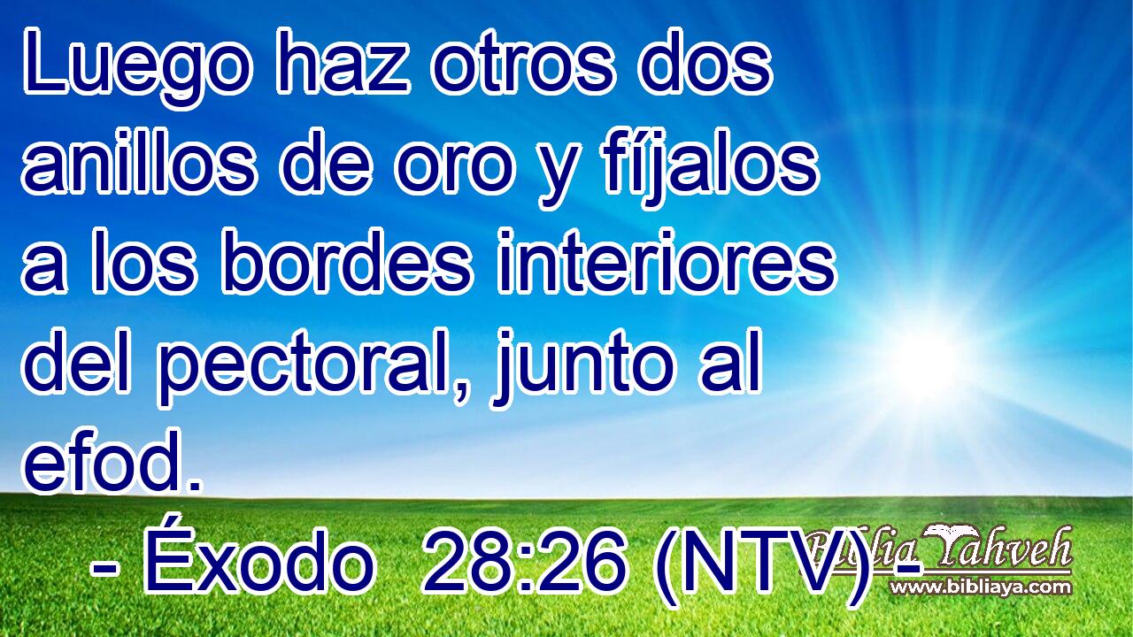 Luego haz otros dos anillos de oro y fíjalos a los bordes interiores del pectoral, junto al efod.