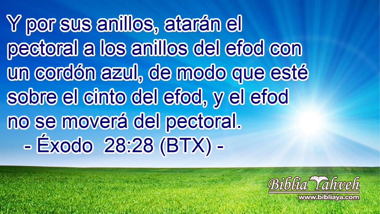Y por sus anillos, atarán el pectoral a los anillos del efod con un cordón azul, de modo que esté sobre el cinto del efod, y el efod no se moverá del pectoral.