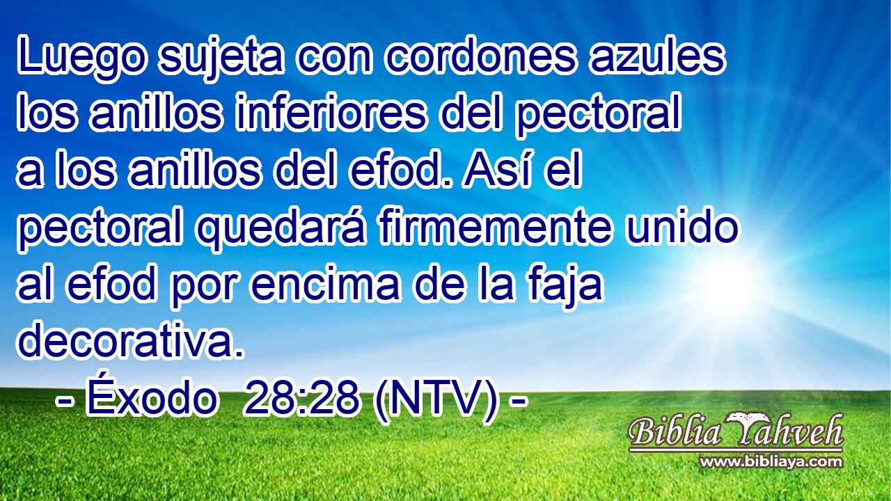 Luego sujeta con cordones azules los anillos inferiores del pectoral a los anillos del efod. Así el pectoral quedará firmemente unido al efod por encima de la faja decorativa.