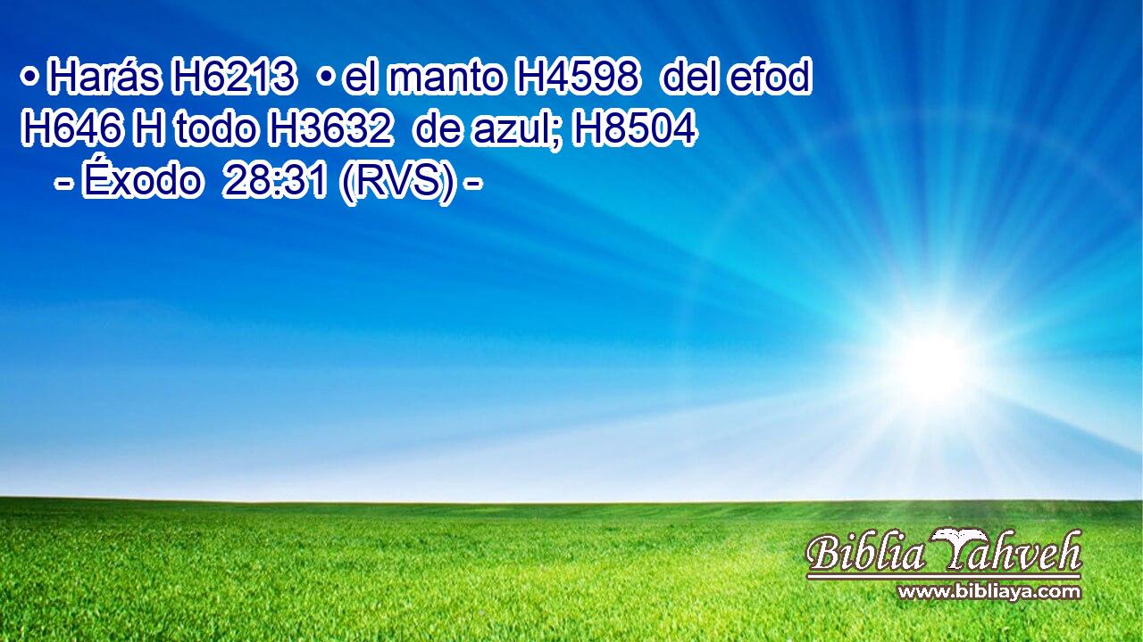 • Harás H6213  • el manto H4598  del efod H646 H todo H3632  de azul; H8504  