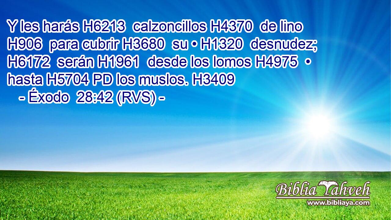 Y les harás H6213  calzoncillos H4370  de lino H906  para cubrir H3680  su • H1320  desnudez; H6172  serán H1961  desde los lomos H4975  • hasta H5704 PD los muslos. H3409  