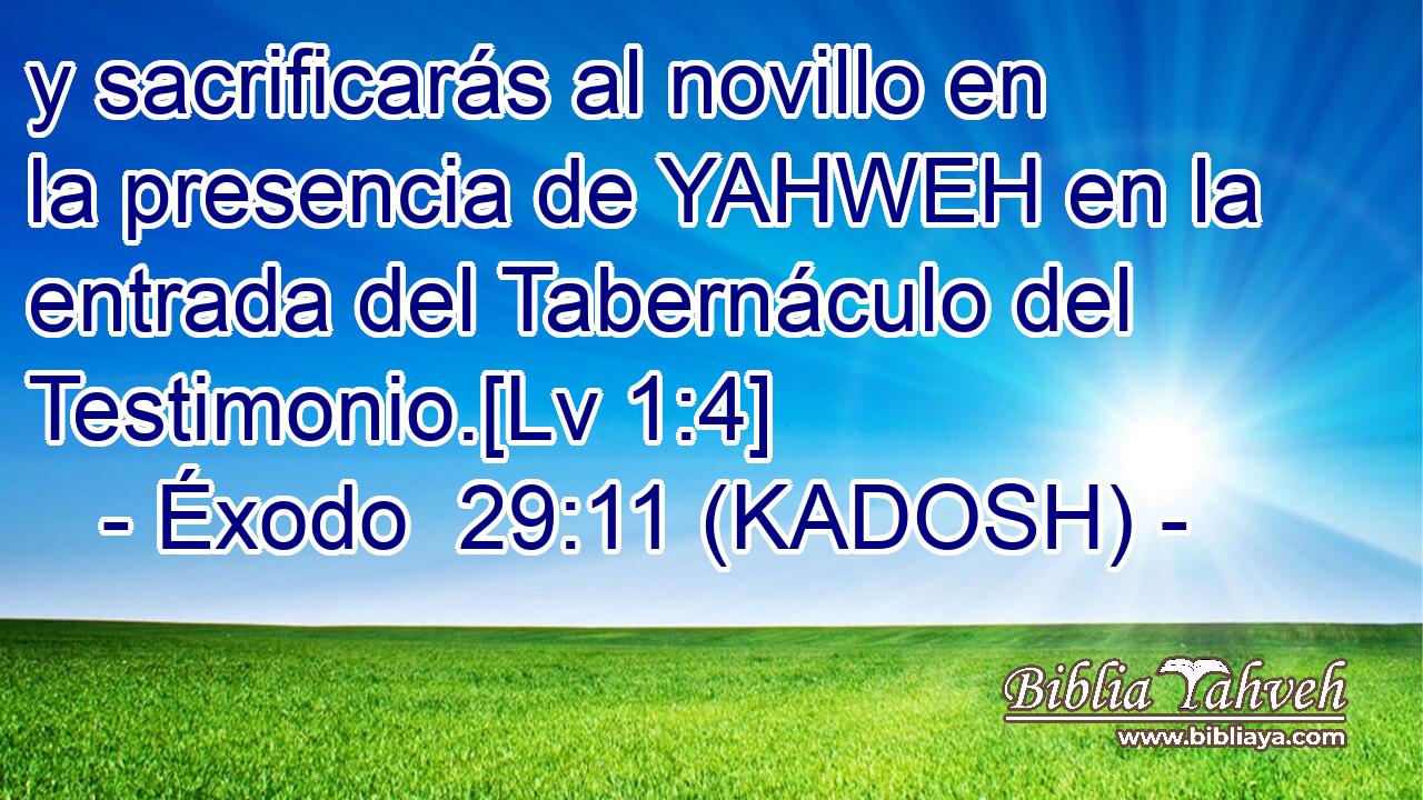  y sacrificarás al novillo en la presencia de YAHWEH en la entrada del Tabernáculo del Testimonio.[Lv 1:4] 