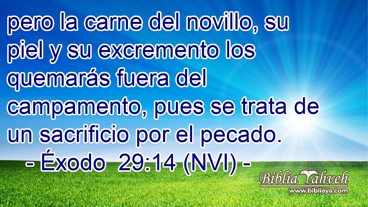  pero la carne del novillo, su piel y su excremento los quemarás fuera del campamento, pues se trata de un sacrificio por el pecado. 