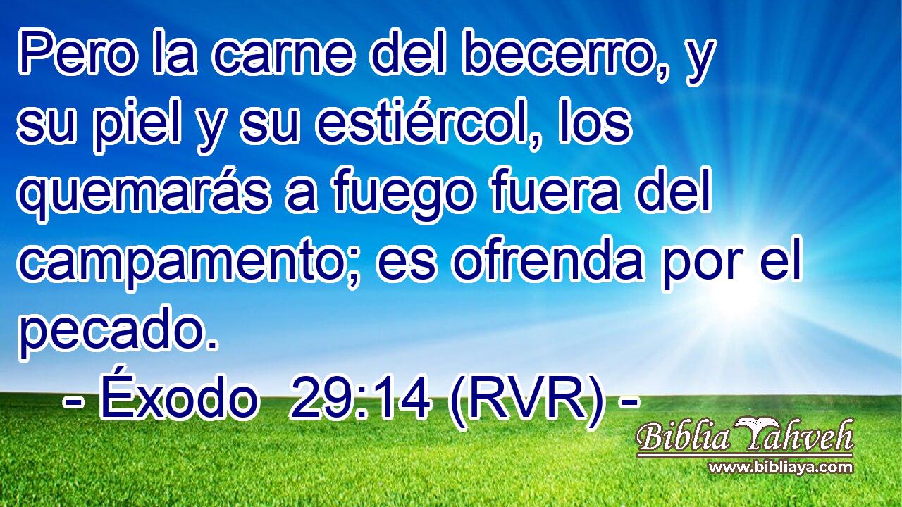 Pero la carne del becerro, y su piel y su estiércol, los quemarás a fuego fuera del campamento; es ofrenda por el pecado.