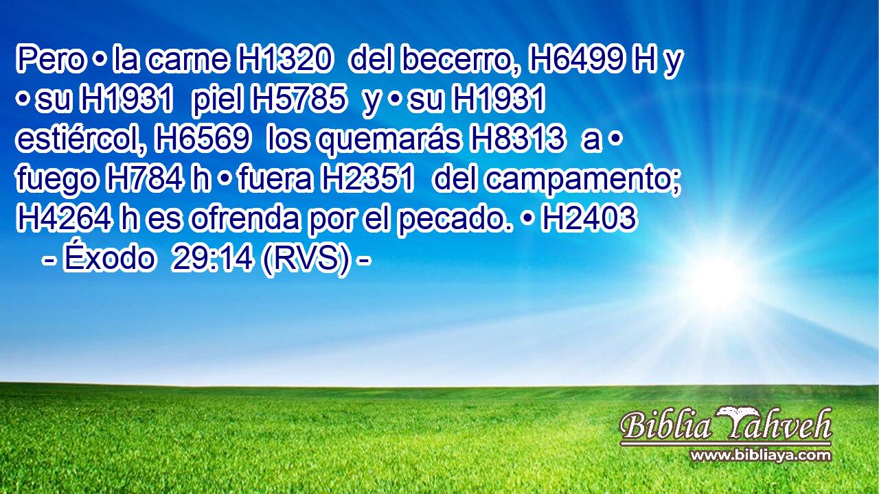 Pero • la carne H1320  del becerro, H6499 H y • su H1931  piel H5785  y • su H1931  estiércol, H6569  los quemarás H8313  a • fuego H784 h • fuera H2351  del campamento; H4264 h es ofrenda por el pecado. • H2403  
