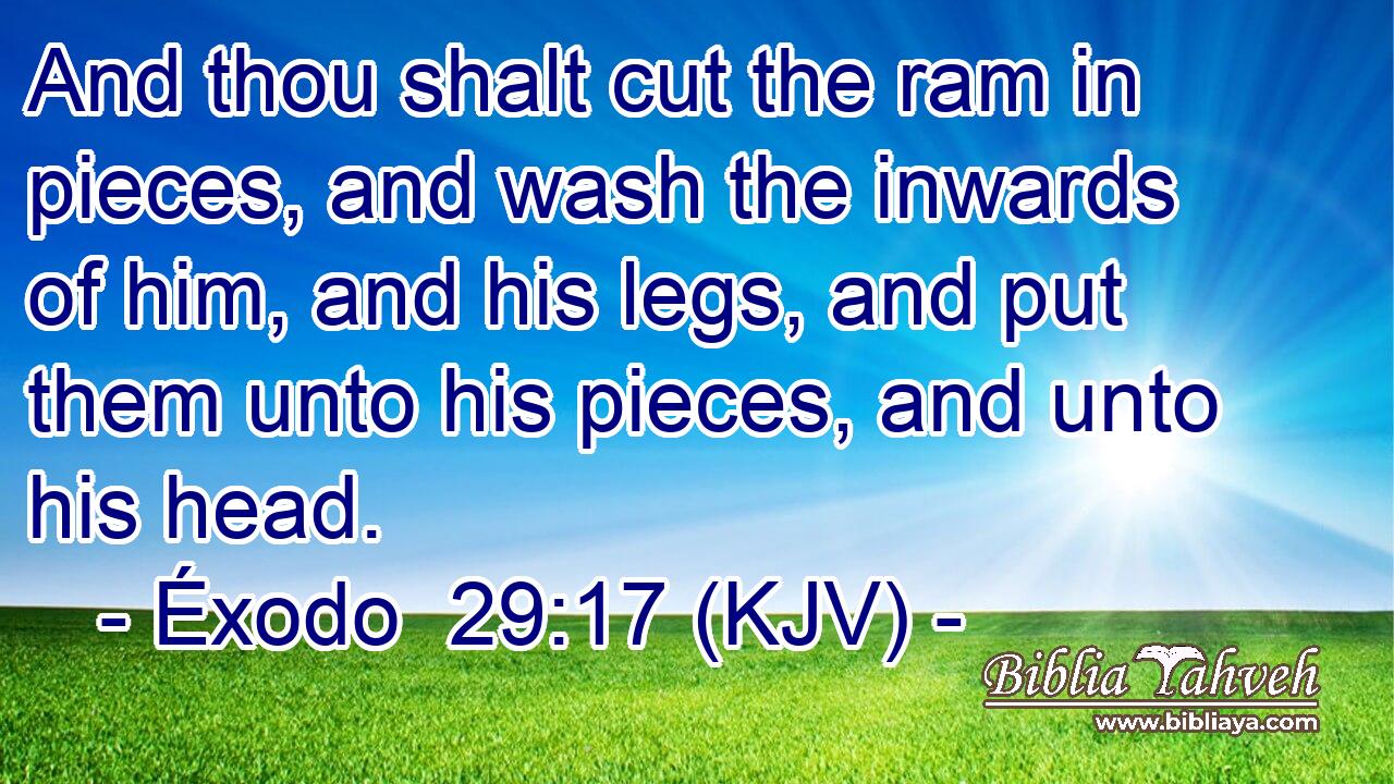 And thou shalt cut the ram in pieces, and wash the inwards of him, and his legs, and put them unto his pieces, and unto his head.