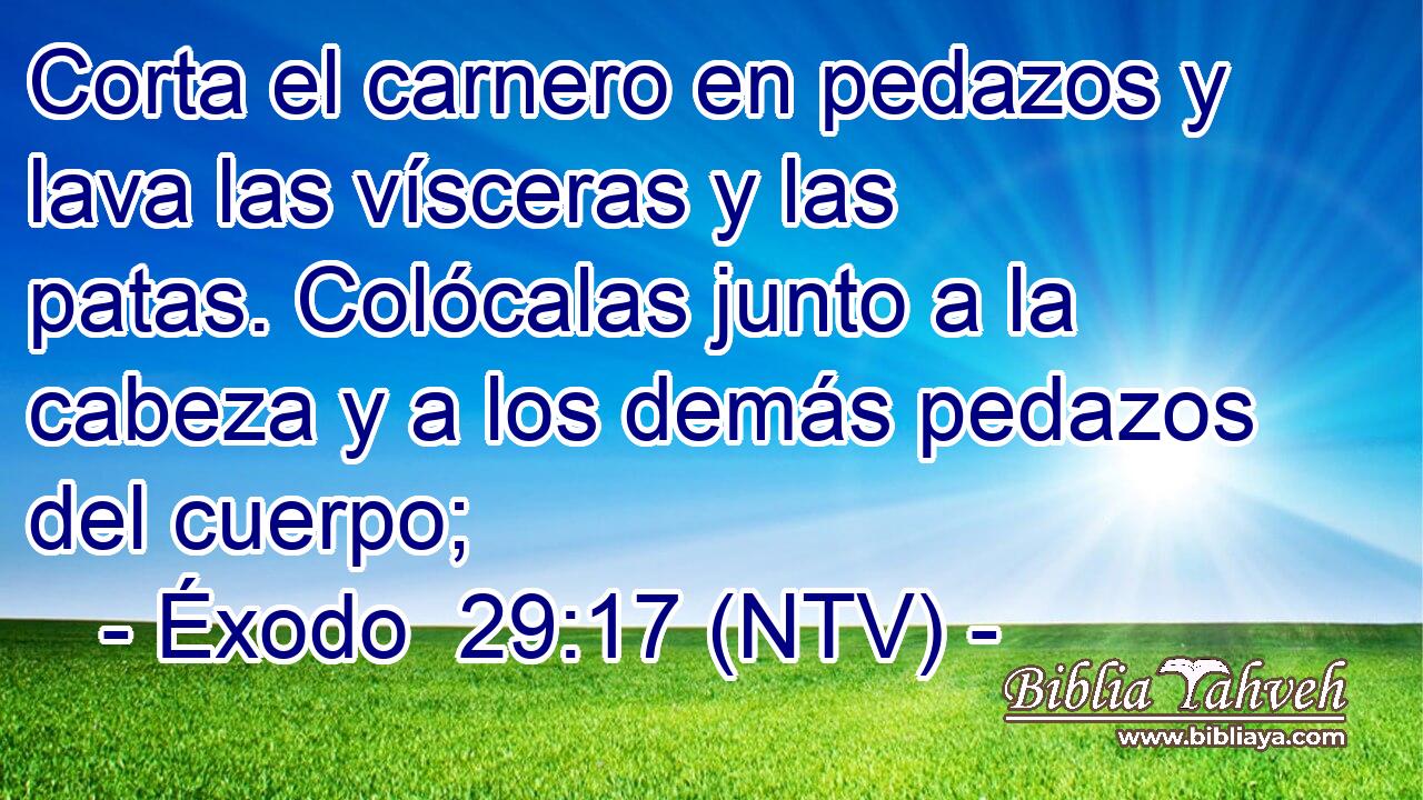 Corta el carnero en pedazos y lava las vísceras y las patas. Colócalas junto a la cabeza y a los demás pedazos del cuerpo;