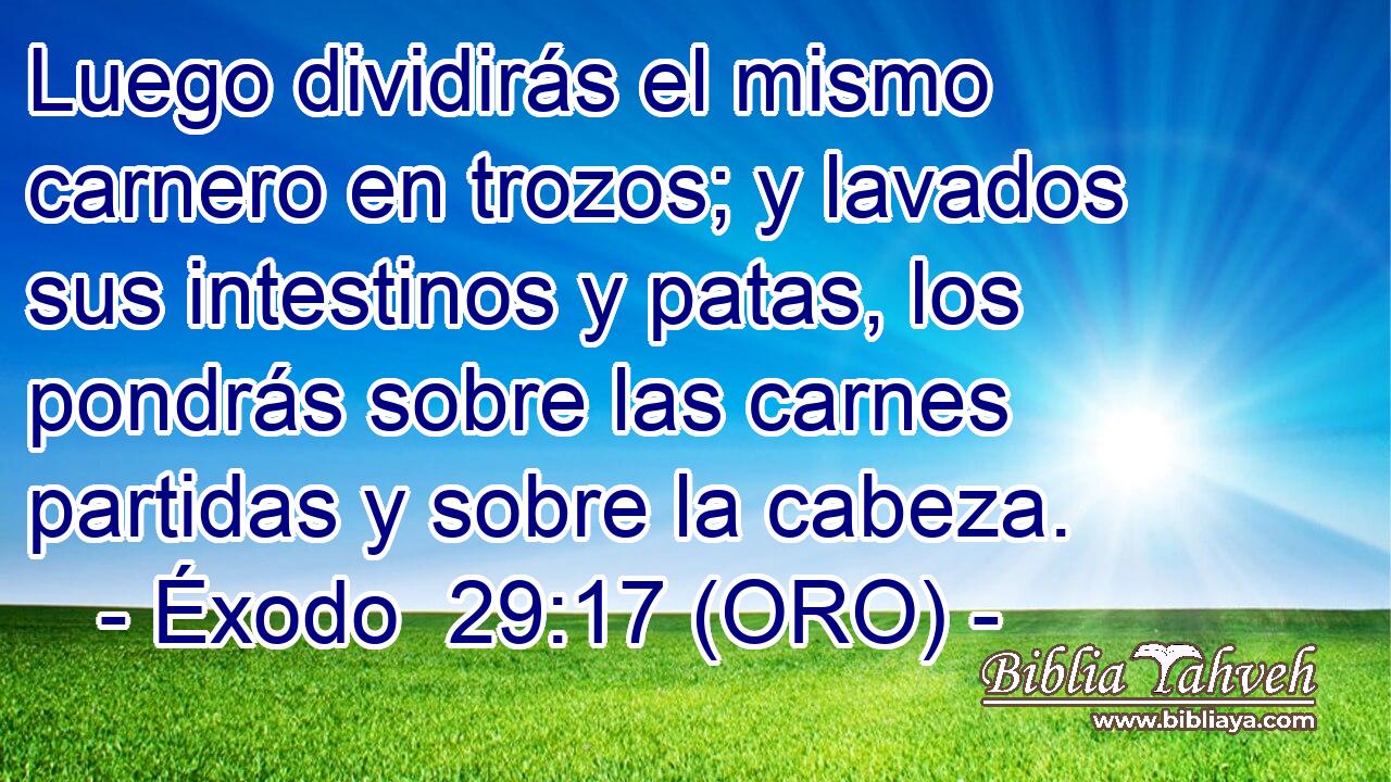  Luego dividirás el mismo carnero en trozos; y lavados sus intestinos y patas, los pondrás sobre las carnes partidas y sobre la cabeza. 