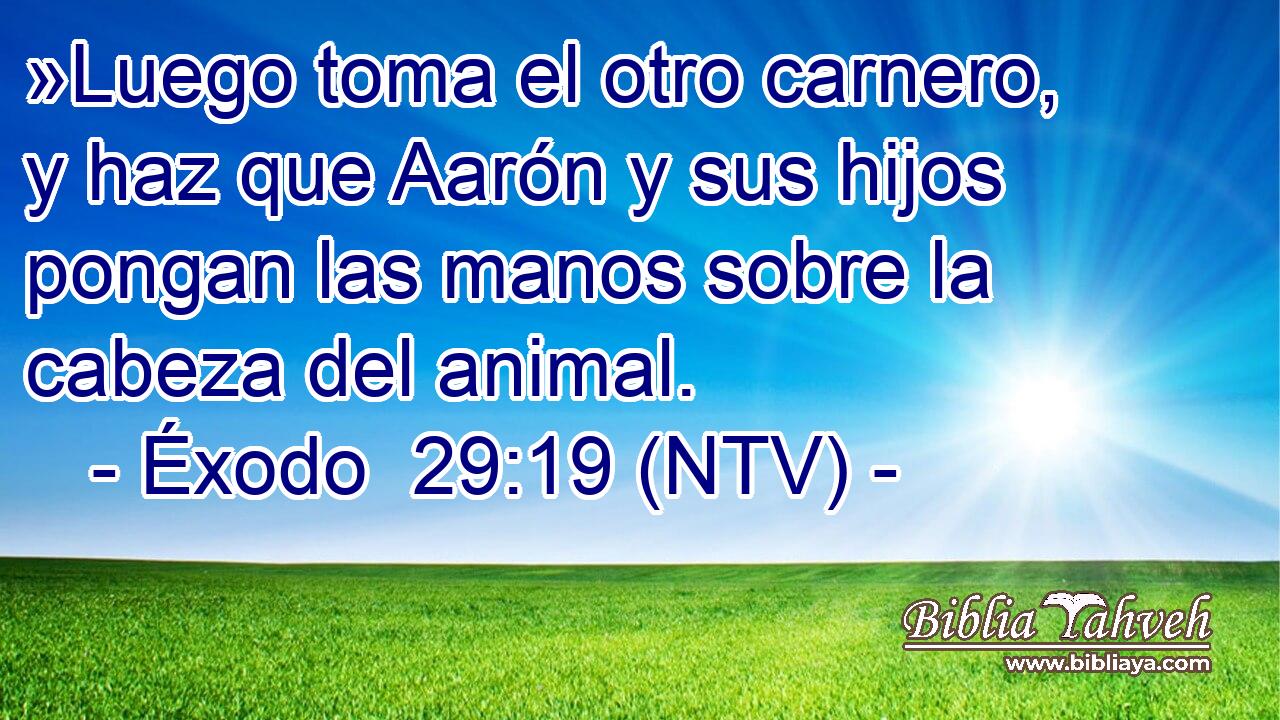 »Luego toma el otro carnero, y haz que Aarón y sus hijos pongan las manos sobre la cabeza del animal.