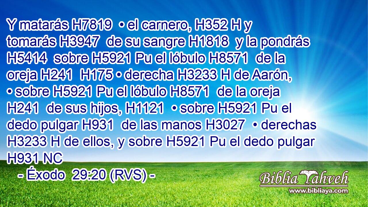 Y matarás H7819  • el carnero, H352 H y tomarás H3947  de su sangre H1818  y la pondrás H5414  sobre H5921 Pu el lóbulo H8571  de la oreja H241  H175 • derecha H3233 H de Aarón, • sobre H5921 Pu el lóbulo H8571  de la oreja H241  de sus hijos, H1121  • sobre H5921 Pu el dedo pulgar H931  de las manos H3027  • derechas H3233 H de ellos, y sobre H5921 Pu el dedo pulgar H931 NC