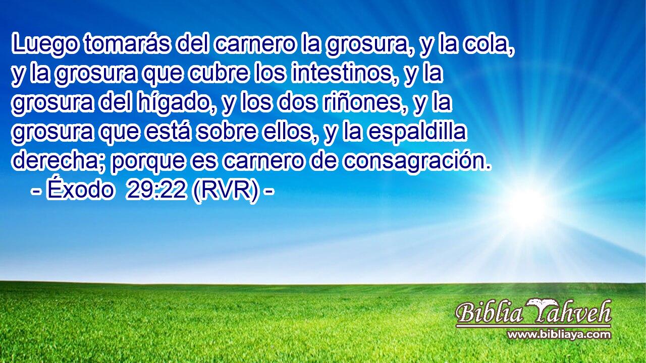 Luego tomarás del carnero la grosura, y la cola, y la grosura que cubre los intestinos, y la grosura del hígado, y los dos riñones, y la grosura que está sobre ellos, y la espaldilla derecha; porque es carnero de consagración.