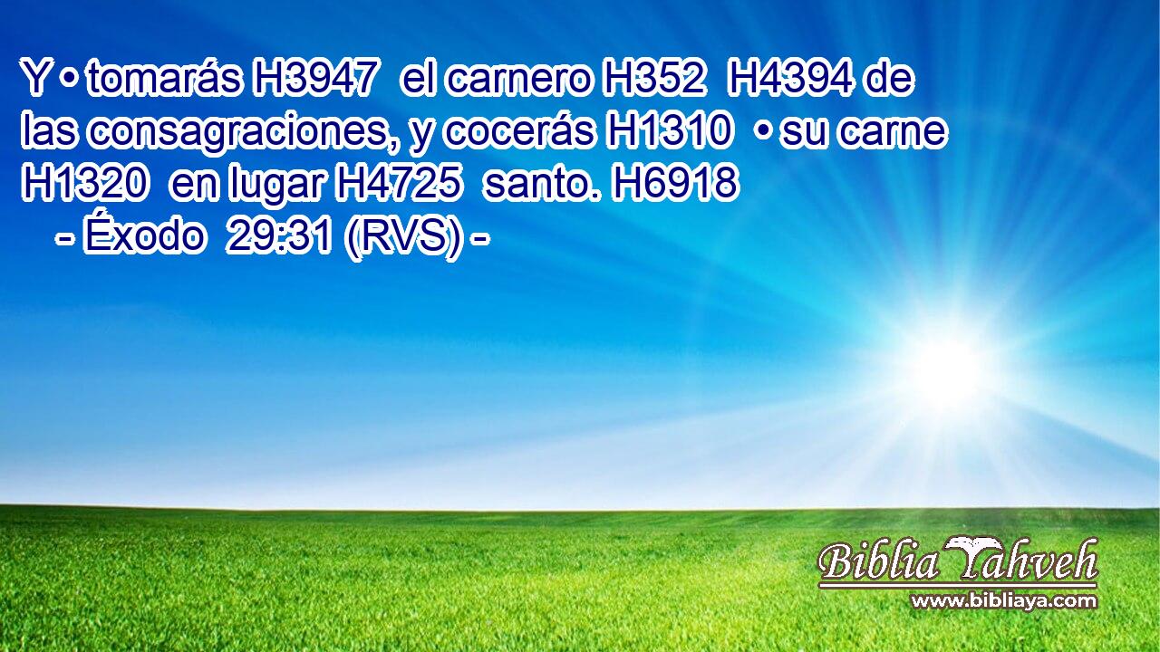 Y • tomarás H3947  el carnero H352  H4394 de las consagraciones, y cocerás H1310  • su carne H1320  en lugar H4725  santo. H6918  
