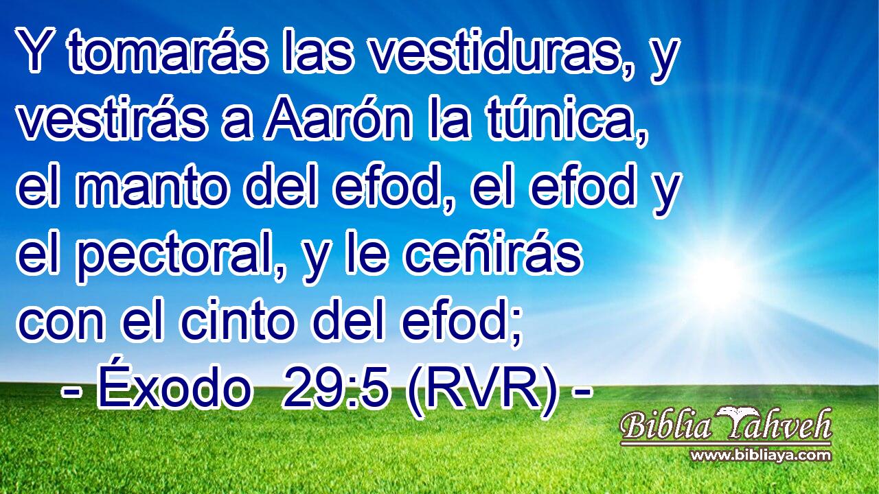 Y tomarás las vestiduras, y vestirás a Aarón la túnica, el manto del efod, el efod y el pectoral, y le ceñirás con el cinto del efod;