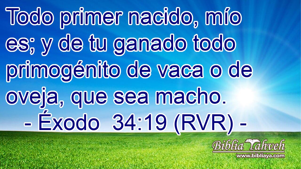 Todo primer nacido, mío es; y de tu ganado todo primogénito de vaca o de oveja, que sea macho.