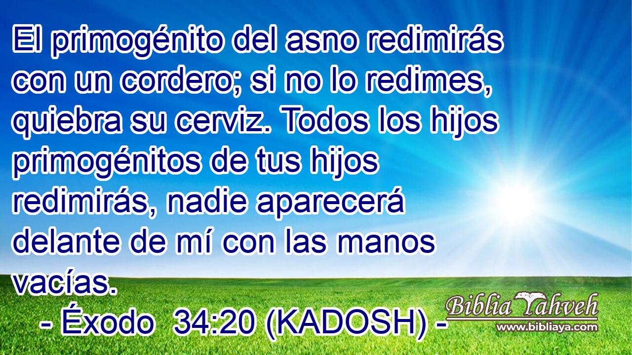  El primogénito del asno redimirás con un cordero; si no lo redimes, quiebra su cerviz. Todos los hijos primogénitos de tus hijos redimirás, nadie aparecerá delante de mí con las manos vacías. 