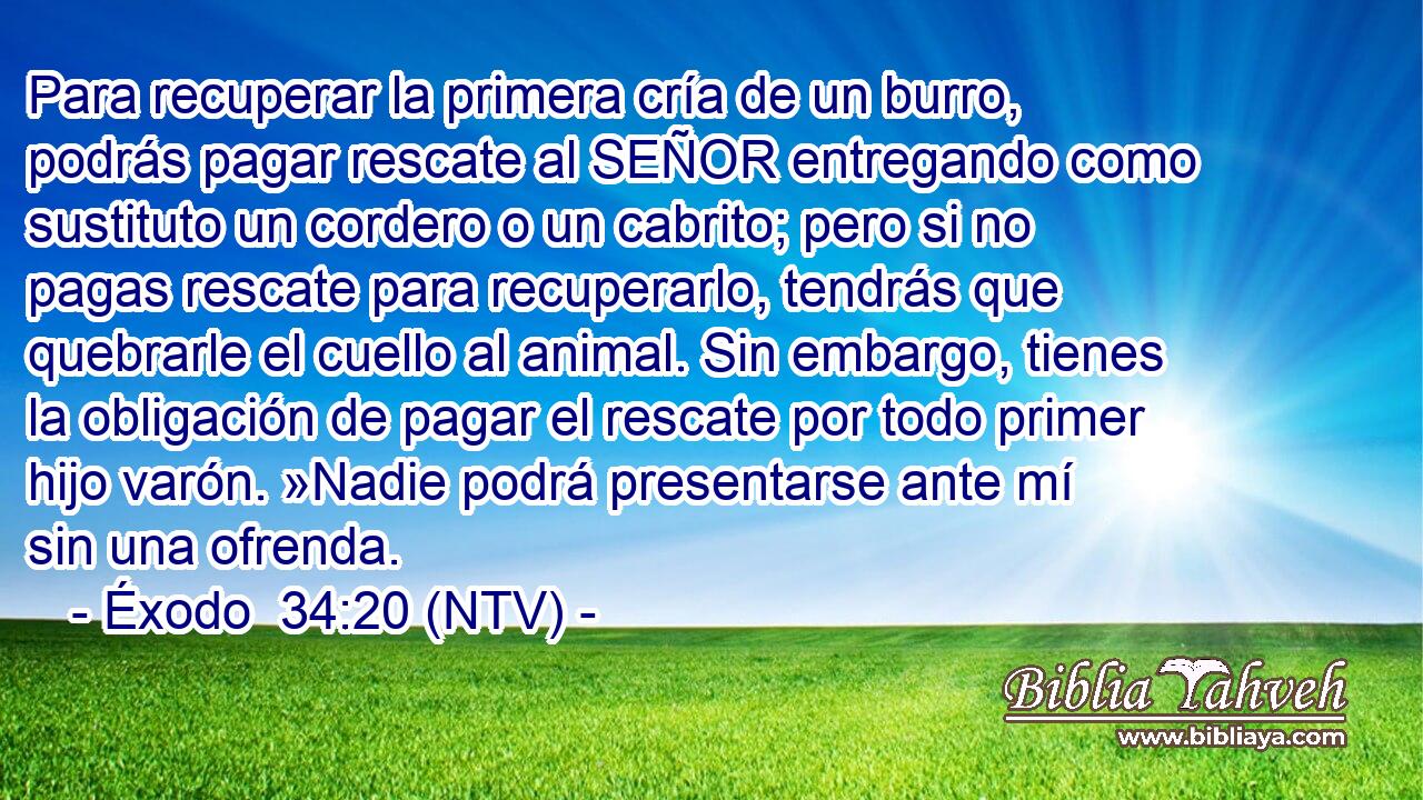 Para recuperar la primera cría de un burro, podrás pagar rescate al SEÑOR entregando como sustituto un cordero o un cabrito; pero si no pagas rescate para recuperarlo, tendrás que quebrarle el cuello al animal. Sin embargo, tienes la obligación de pagar el rescate por todo primer hijo varón. »Nadie podrá presentarse ante mí sin una ofrenda.