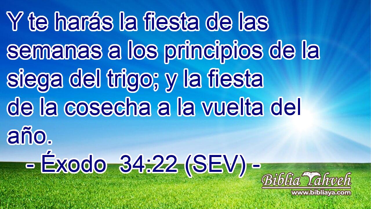 Y te harás la fiesta de las semanas a los principios de la siega del trigo; y la fiesta de la cosecha a la vuelta del año.