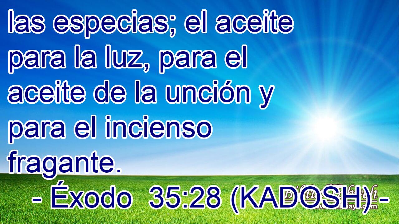  las especias; el aceite para la luz, para el aceite de la unción y para el incienso fragante. 