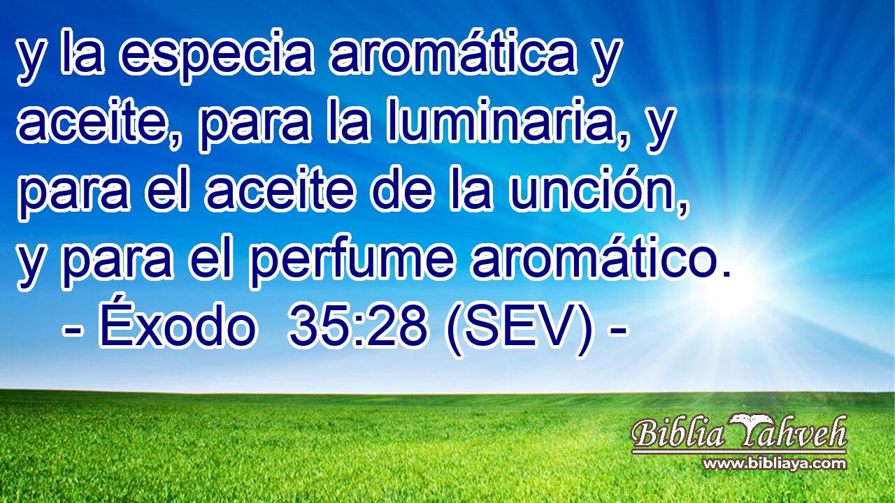 y la especia aromática y aceite, para la luminaria, y para el aceite de la unción, y para el perfume aromático.