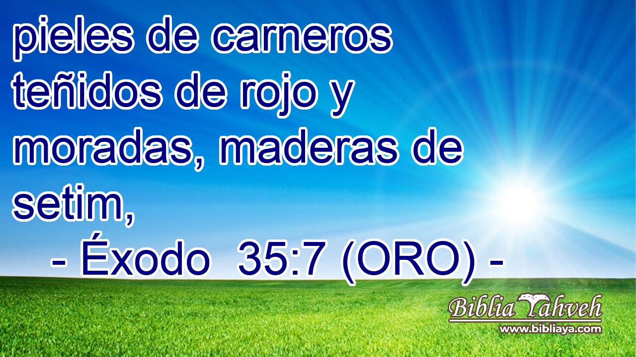 pieles de carneros teñidos de rojo y moradas, maderas de setim, 