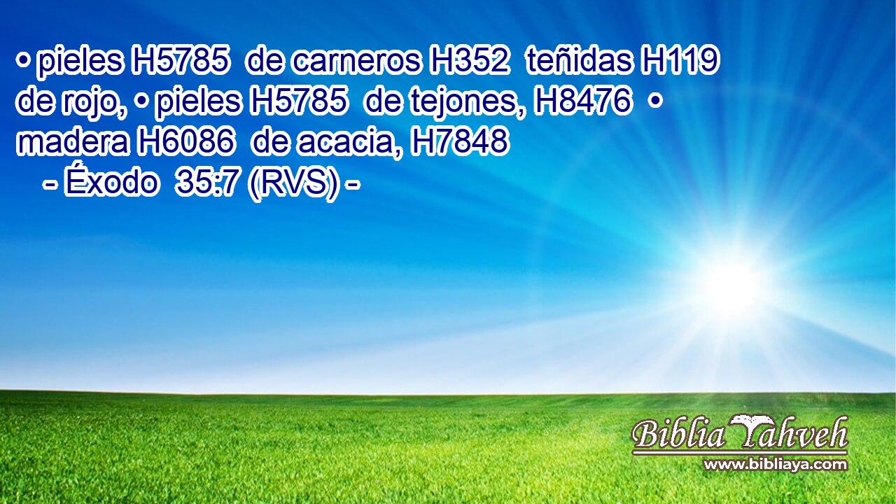 • pieles H5785  de carneros H352  teñidas H119  de rojo, • pieles H5785  de tejones, H8476  • madera H6086  de acacia, H7848  