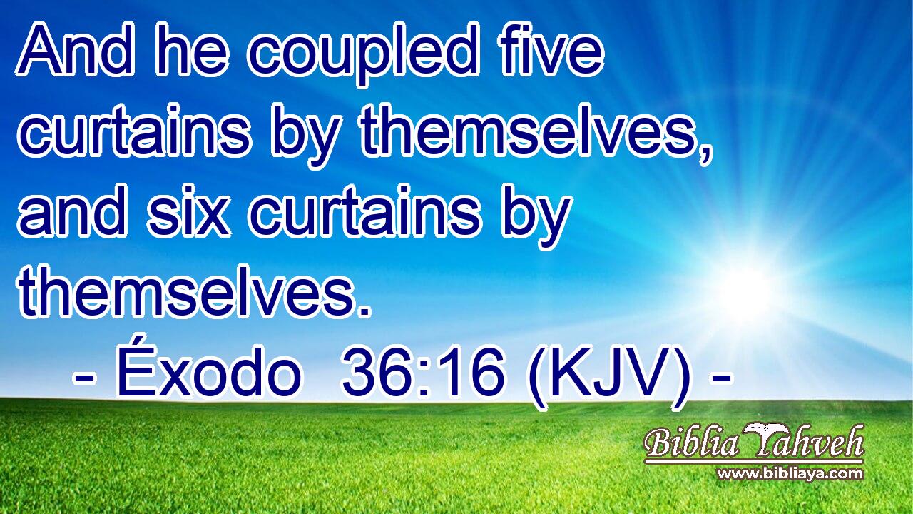 And he coupled five curtains by themselves, and six curtains by themselves.