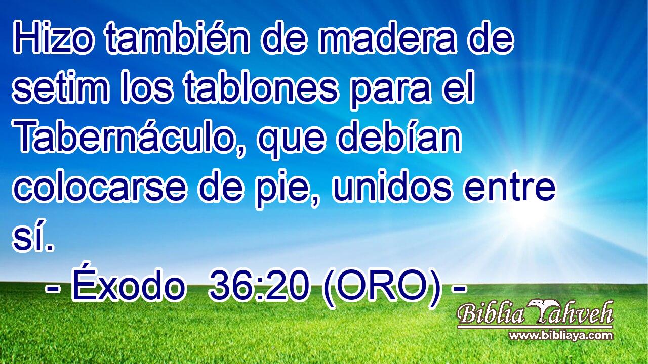  Hizo también de madera de setim los tablones para el Tabernáculo, que debían colocarse de pie, unidos entre sí. 