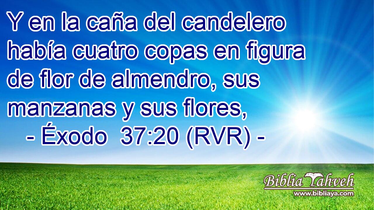Y en la caña del candelero había cuatro copas en figura de flor de almendro, sus manzanas y sus flores,
