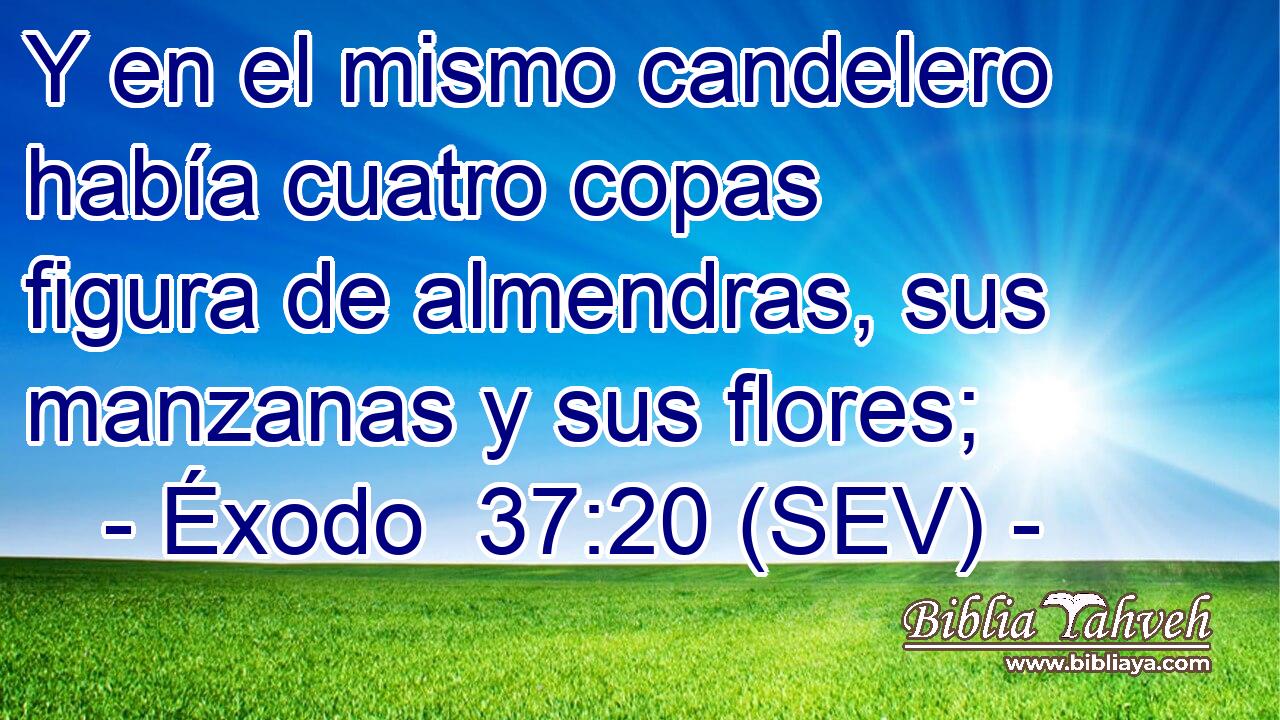 Y en el mismo candelero había cuatro copas figura de almendras, sus manzanas y sus flores;