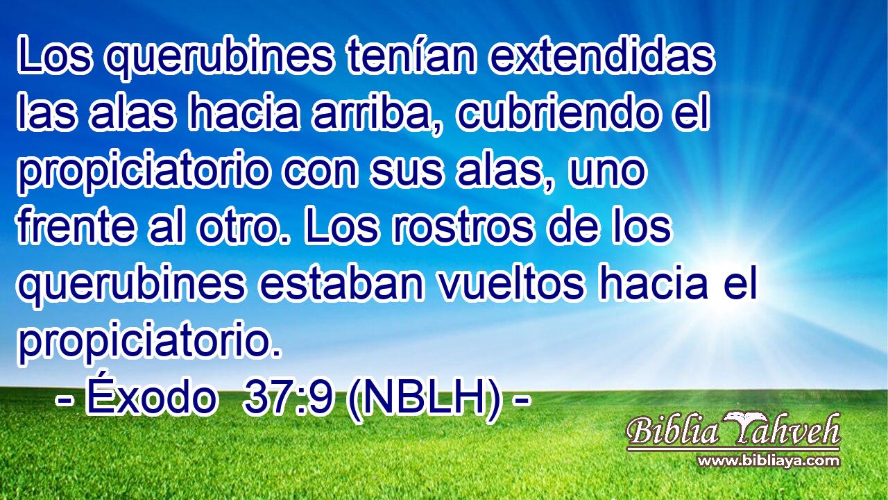  Los querubines tenían extendidas las alas hacia arriba, cubriendo el propiciatorio con sus alas, uno frente al otro. Los rostros de los querubines estaban vueltos hacia el propiciatorio. 