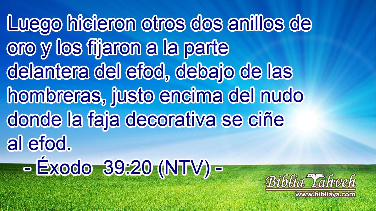 Luego hicieron otros dos anillos de oro y los fijaron a la parte delantera del efod, debajo de las hombreras, justo encima del nudo donde la faja decorativa se ciñe al efod.
